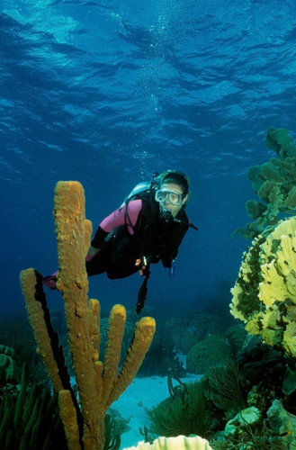 Bonaire coral reef underwater